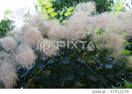 ハグマノキ属の写真素材