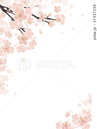 春 桜 背景 縦 水彩 イラストのイラスト素材