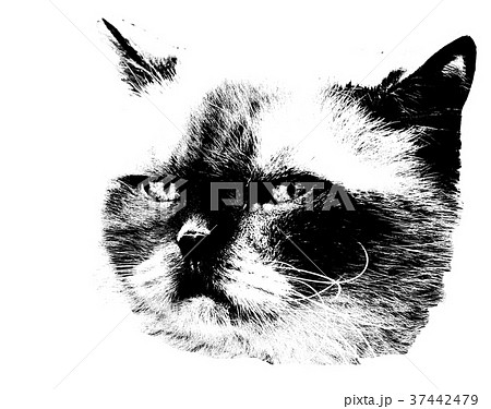 猫のデッサン sddefault.jpg