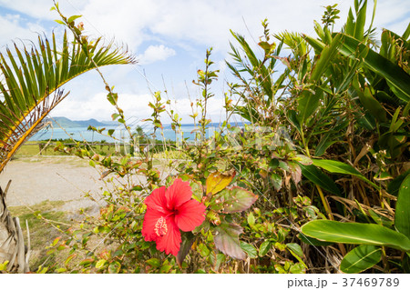石垣島 ハイビスカス 沖縄 赤花の写真素材