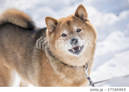 柴犬 かわいいの写真素材