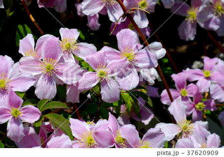 モンタナの花の写真素材