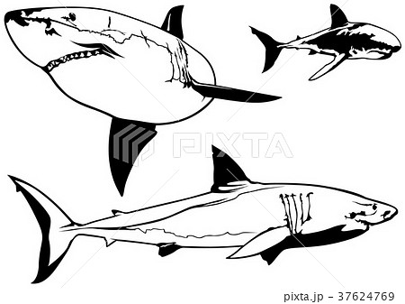 ホオジロザメ ホホジロザメ シャーク ベクトルのイラスト素材