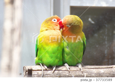 キス インコ 愛 小鳥の写真素材