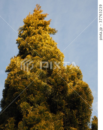 糸杉 イトスギ サイプレス 西洋檜の写真素材