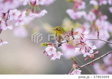 春の写真素材集 ピクスタ