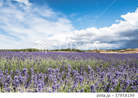 花 花畑 オセアニア ニュージーランドの写真素材