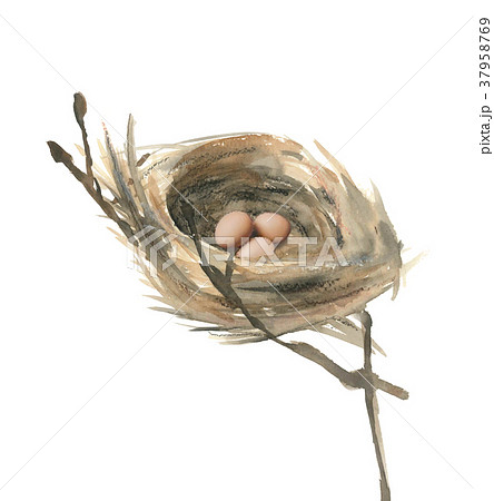 鳥 巣 野鳥 木の枝のイラスト素材