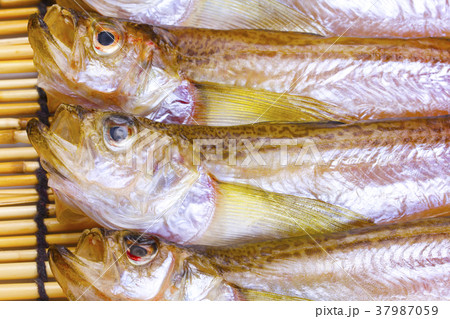 白ハタの写真素材