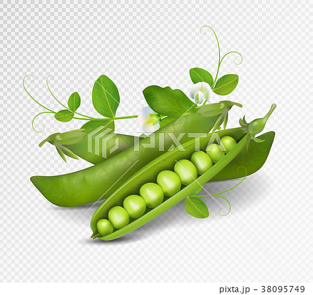 グリーンピースのイラスト素材