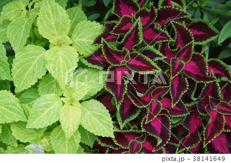 錦紫蘇 コリウス 花言葉は 健康 の写真素材