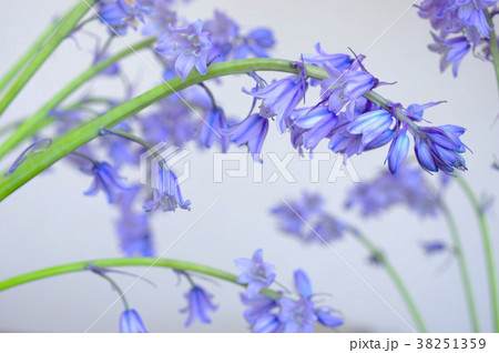 球根釣鐘草の写真素材 球根釣鐘草の写真素材