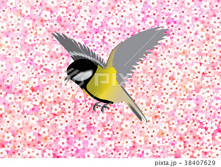 シジュウカラ 桜 春 野鳥のイラスト素材 シジュウカラ 桜 春 野鳥のイラスト素材