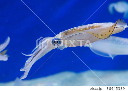 生物 イカ 海中 泳ぐの写真素材