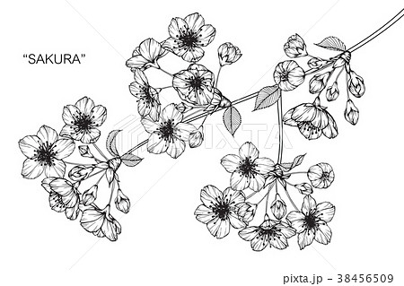 モノクロ 白黒 花 スケッチのイラスト素材