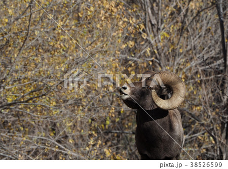 ビッグホーンシープの写真素材