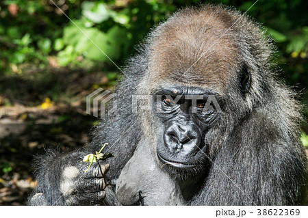 ゴリラ ローランドゴリラ 手 動物園の写真素材 Pixta