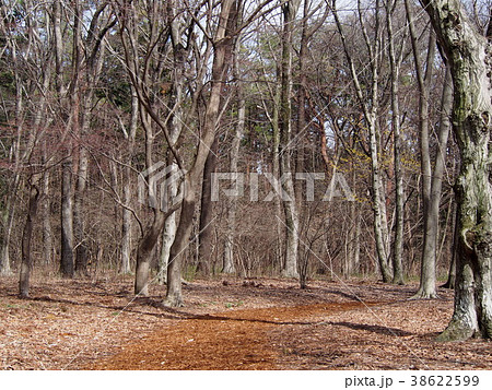 枯れ木 疎林 枯木 林の写真素材