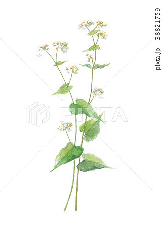 そばの花 タデ科 花 植物のイラスト素材