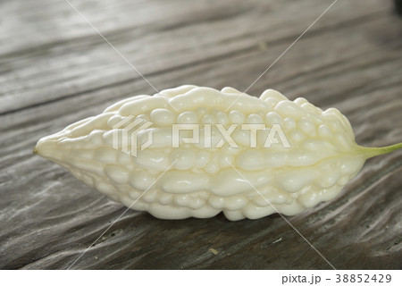 ゴーヤの苗の写真素材