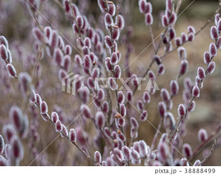 ピンクネコヤナギ