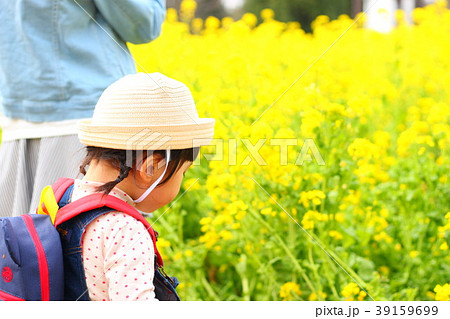 女の子 後姿 菜の花 麦わら帽子の写真素材