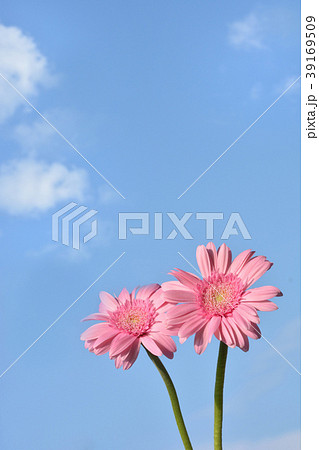 花 ガーベラ 空 青空 雲 コピースペース きれいの写真素材