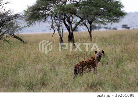 動物 ハイエナ 子供 赤ちゃんの写真素材