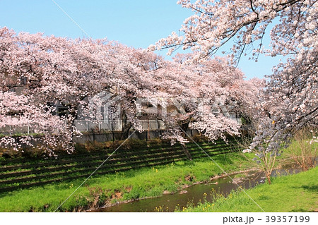 桜 小川 桜並木の写真素材