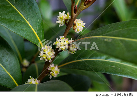 花 月桂樹 ローリエ 植物の写真素材