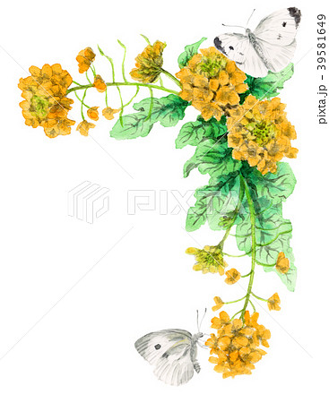 蝶 花 菜の花 モンシロチョウの写真素材 - PIXTA