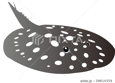 淡水エイのイラスト素材