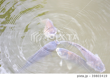 酸欠 魚の写真素材