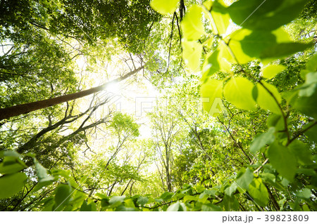 太陽光透過樹梢植物人照片素材