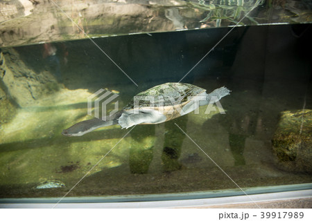 ジーベンロックナガクビガメの写真素材