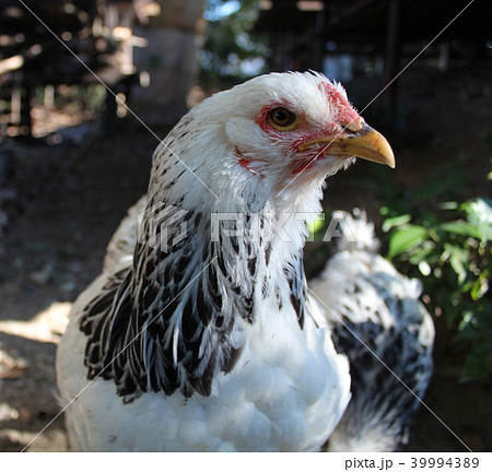 ニワトリ 鳥 鳥類 顔の写真素材