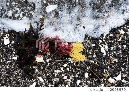 アメフラシの卵の写真素材