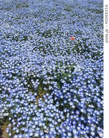 花 公園 日常風景 キレイの写真素材