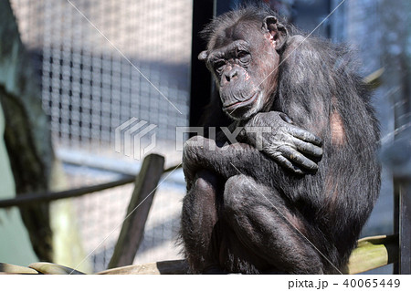 動物 動物園 チンパンジー 安佐動物園の写真素材
