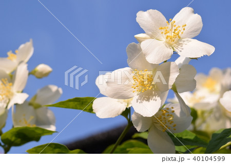 ウメウツギ バイカウツギの写真素材 - PIXTA