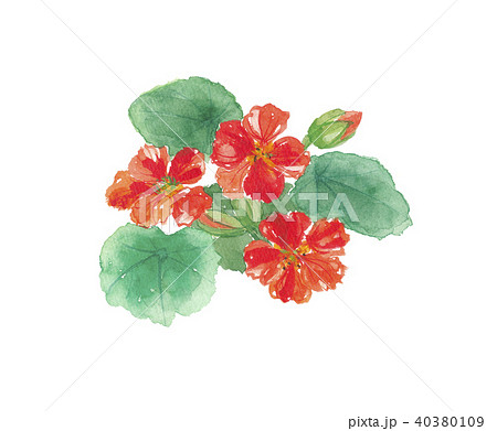 ナスタチウム 金蓮花 植物 白バックのイラスト素材