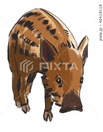 うり坊のイラスト素材