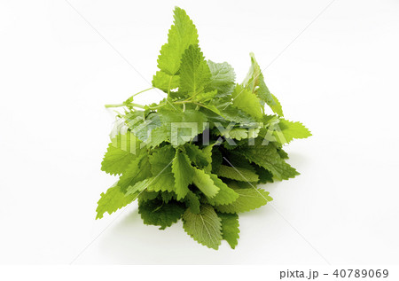 西洋山薄荷