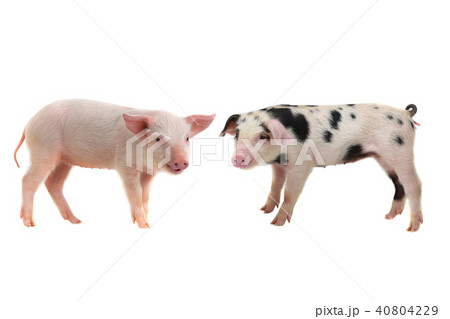 豚正面の写真素材