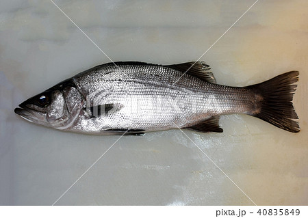 ヒラスズキ 魚類の写真素材