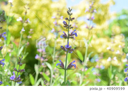 セージ 紫 花 ハーブの写真素材