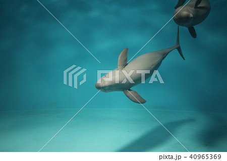 海の動物 スナメリ 海中 かわいいの写真素材