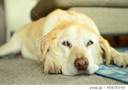 犬 ラブラドールレトリバー かわいい ねむいの写真素材
