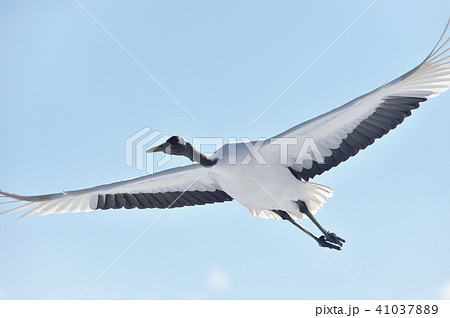 鳥 空 飛ぶ 正面の写真素材