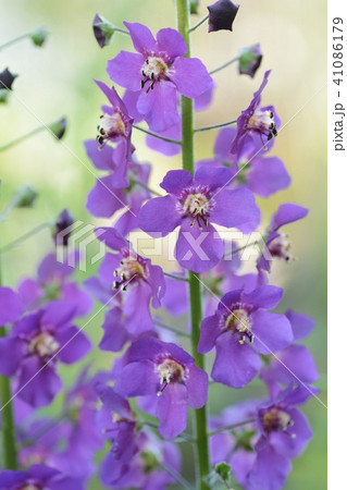 ビオレッタ 花の写真素材